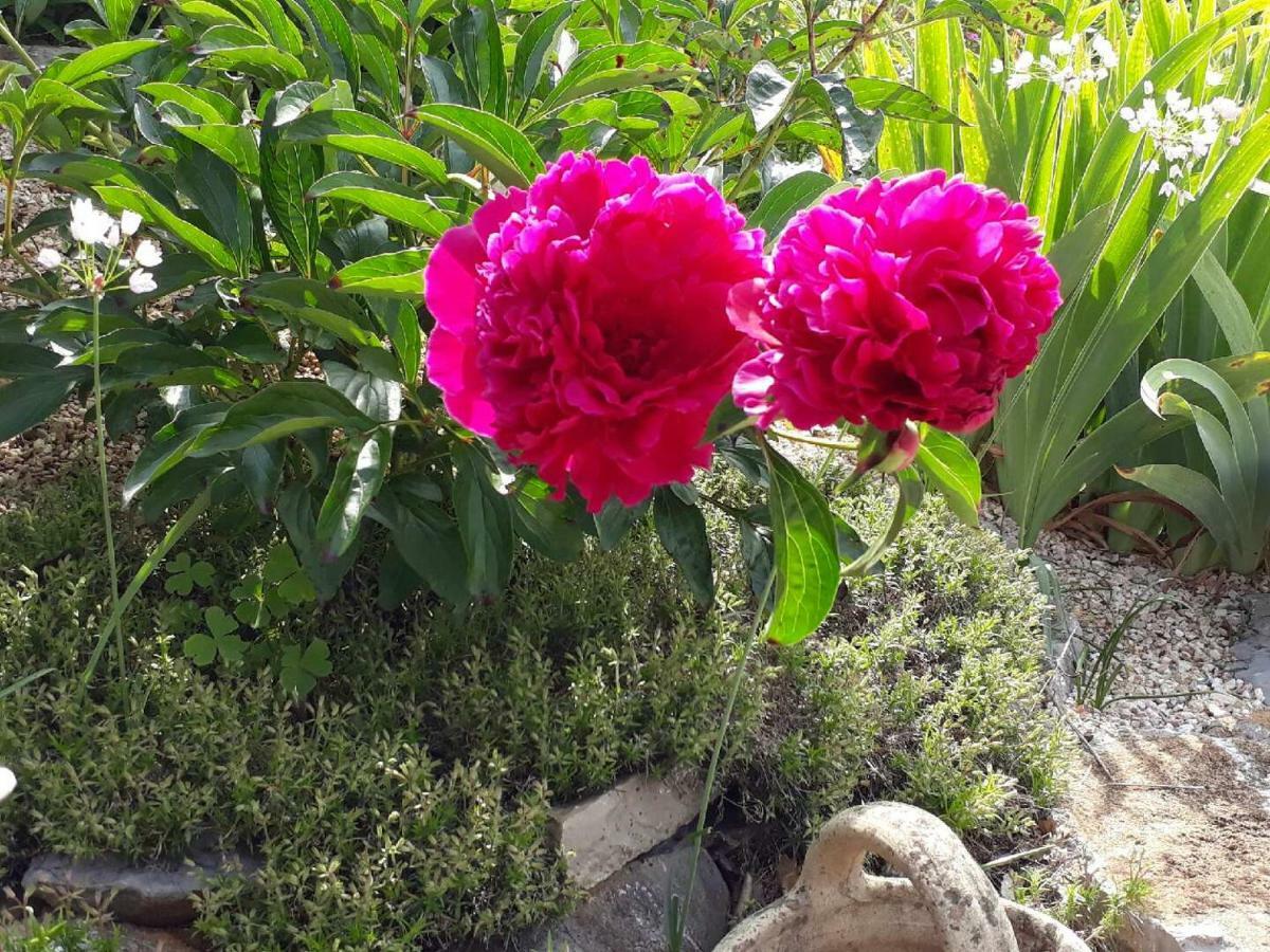 La Colombe Bed & Breakfast Tourrettes Dış mekan fotoğraf